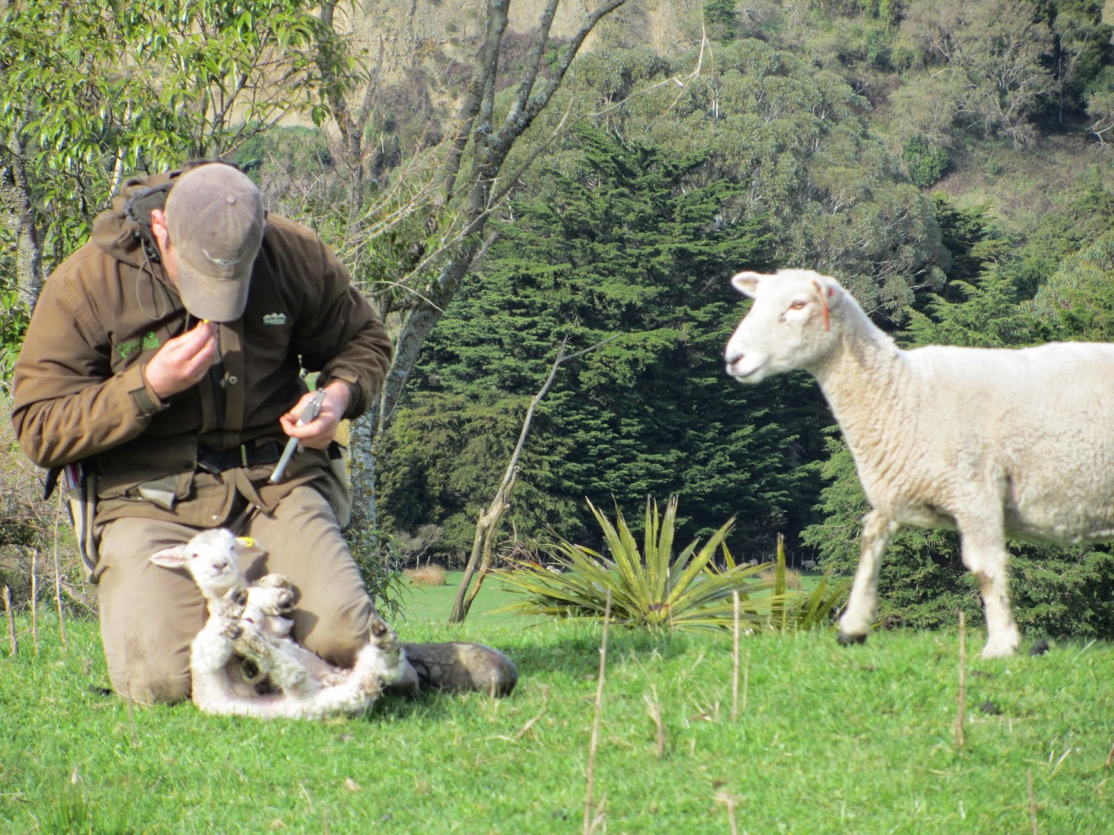 Rob tagging lambs at birth. 2006
